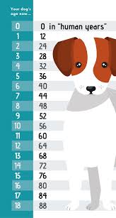 How old is your cat in human years? How Do You Calculate Dog Years And Cat Years