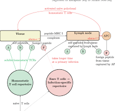 Flow Chart Of The One Signal T Cell Model Download