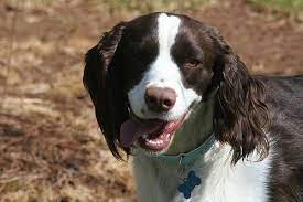 English Spinger Spaniel Rescue English Springer Spaniel Rescue Spaniel Springer Spaniel
