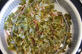 Verdolaga, purslane in english, is the indigenous texas mexican herb that i love to serve for company. Purslane Recipes You Have To Try Hilda S Kitchen Blog
