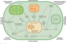 Plant cells respire the same way animal cells do, but respiration is only one part of the process. Organization And Regulation Of Mitochondrial Respiration In Plants Semantic Scholar