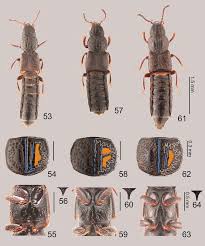 Image result for Ochthocharis