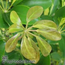 Under the umbrella tree, a 1986 children's television program. Schefflera Arboricola Toptropicals Com