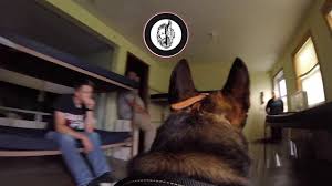We are proud of our german shepherd dogs and invite you to come in and look! Canine Tactical Of Iowa