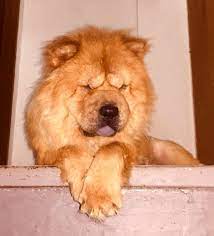 kopek dunyasi adli kullanicinin 2021 satilik chow chow fiyatlari panosundaki pin yavru kopek chow chow kopek