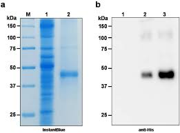 I covered ken up with brown fabric, painted 'dirt' on him and the pigs, and then cut the fabric edges to look ragged. Rapid Production Of Sars Cov 2 Receptor Binding Domain Rbd And Spike Specific Monoclonal Antibody Cr3022 In Nicotiana Benthamiana Scientific Reports
