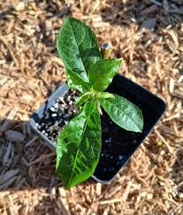 Image result for Petiveria alliacea