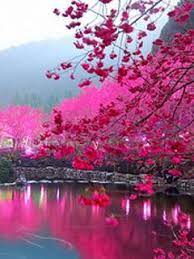Beautiful Nature Mobile Wallpaper Beautiful Nature Wallpaper Nature Wallpaper Beautiful Nature