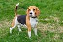 Top 32 Small Breeds That Make Good Apartment Dogs - Dogtime
