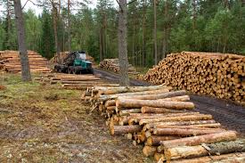 Resultado de imagen para explotacion forestal