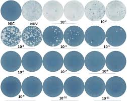 Image result for Neutralization Test