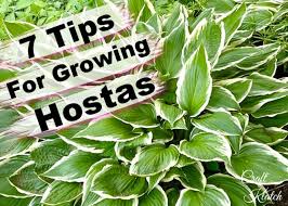 Thriving Hostas For Southern Louisiana Landscapes
