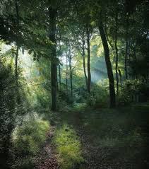 Pin By Ash Lee Brown On Trees Woodland Lights Woodland Landscape