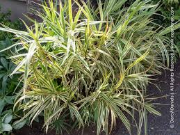 Image result for Carex spicato-paniculata