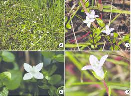 Image result for Oldenlandia