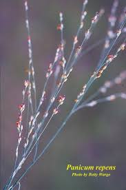Image result for Panicum repens