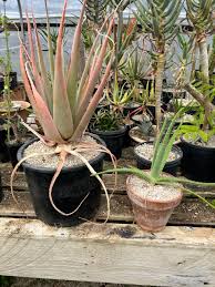 Image result for Cissus guerkeana