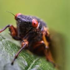 Yeah thats the best we come up with (me and the work crew) it came charging out from under one of our winders in our factory and none of us had ever seen anything like it before. Sex Mad And Spectacular 17 Incredible Facts About Cicadas Insects The Guardian