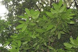 Image result for Vepris bachmannii