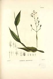 Image result for Aneilema aequinoctiale