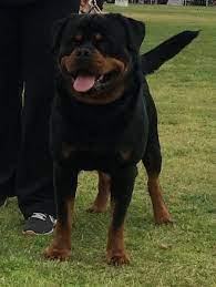 Von Ruelmann Rottweilers Inc German Rottweiler Puppies For Sale German Rottweiler Breeder Purebred Rottweile Rottweiler Facts Rottweiler Rottweiler Puppies