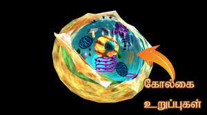 In the case of the plant cells, besides the cell membrane, there is also an outer thick layer that is known as the cell wall. Compound Microscope And Structure Of Plant Animal Cells Class 6 Term 2 Ssa Tamil Nadu Youtube