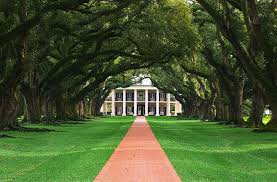 Danielle the photographer says they capture the beauty of. Hd Wallpaper Oak Alley Plantation Driveway Wealth Oaks Estate Animals Wallpaper Flare