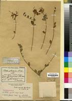 Image result for Cadaba farinosa