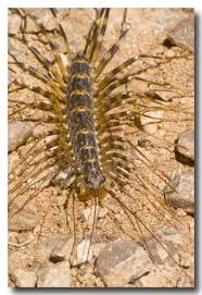 Image result for Centemopsis longipedunculata
