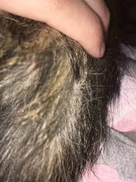 The chance that cat flea allergy is likely the cause increases if the hair loss is accompanied by bumps or scabs. Why Is My Cats Fur And Skin Rough At The Base Of Her Tail She Also Has Many Scabs At The Base Of Her Tail Petcoach