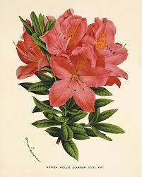 Azalea Antique Flower Art Print Botanical Art Print Vintage Etsy In 2021 Flower Prints Art Flower Art Floral Prints Art