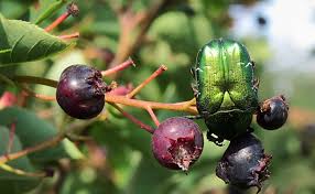 La Cetoine Doree Quelle Est Cette Larve Est Elle Utile Ou Nuisible Au Jardin