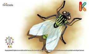 Lalat Serangga Berusia Terpendek Di Dunia Dunia Serangga Hewan