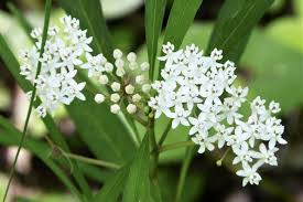 Image result for Asclepias albens