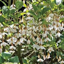 Japanese snowball or spring snow, viburnum plicatum is a beautiful shrub. Fragrant Snowbell Tree Direct Gardening