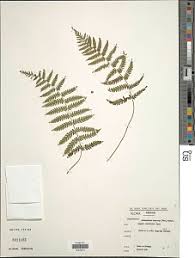Image result for Arthropteris charletiana