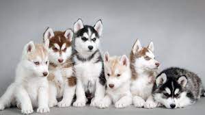 Check spelling or type a new query. Anjing Siberian Husky Harga Cara Merawat Makanan