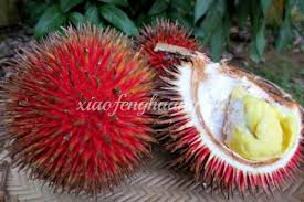 Lihat juga resep kolak ketan durian enak lainnya. Durian Lahung Buah Unggulan Kalimantan Satu Harapan