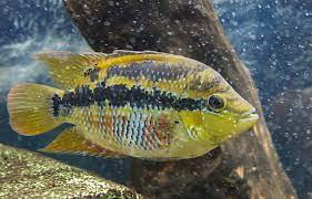The salvini cichlid is a fish commonly found in large rivers within central america. Salvini Cichlid Care Guide Diet Lifespan Tank Mates Size