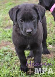Black And Tan Kelpie Lab Mix Heaven Medium Female Kelpie X Labrador Mix In Vic Petrescue Labrador Mix Labrador Pets