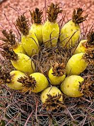 How to grow astrophytum cactus from seeds? Pin On Succulents