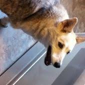 • 14 млн просмотров 1 год назад. 40 Bay Area Dog Rescue Ideas Dogs Rescue Dogs Rescue