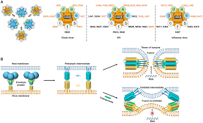 Maybe you would like to learn more about one of these? Triterpenoids Manipulate A Broad Range Of Virus Host Fusion Via Wrapping The Hr2 Domain Prevalent In Viral Envelopes Science Advances