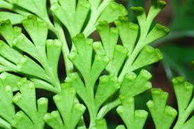 Image result for Odontosoria afra