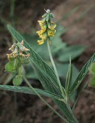 Image result for Eriosema