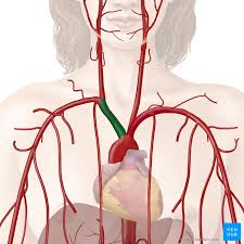 ƒ important to understand normal anatomy. Brachiocephalic Trunk Anatomy Branches Supply Kenhub