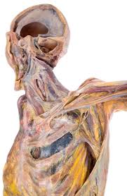 • skin • superficial fascia • deep fascia • muscles • thoracic cage or wall • thoracic cavity. Https Www Univerlag Leipzig De File Bookstore Document Atlas Of Human Fascial Topography Vorschau Pdf
