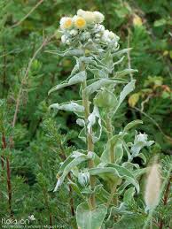 Image result for Helichrysum foetidum