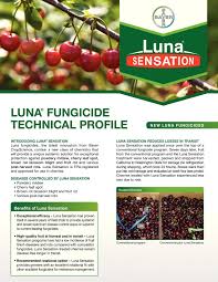 Cherry leaf spot treatment once you have cherry leaves with spots, the best control is to set up preventive measures for the next season. Calameo Luna Cherry Fungicide 2012 Product Guide