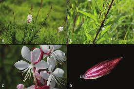 Image result for Oenothera lindheimeri